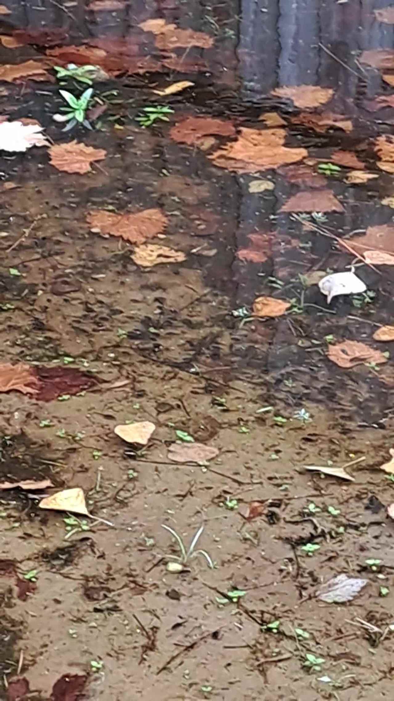 My yard is a shallow pond and the tadpoles have taken over. 