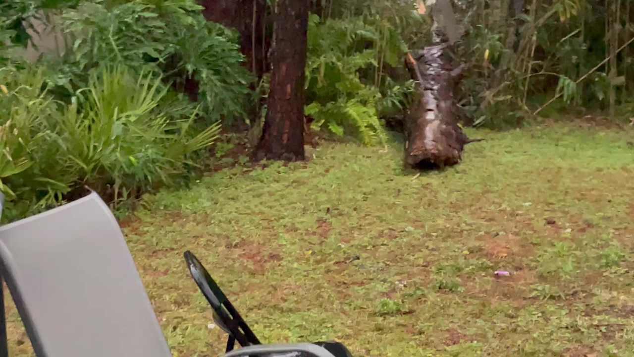 Tree down