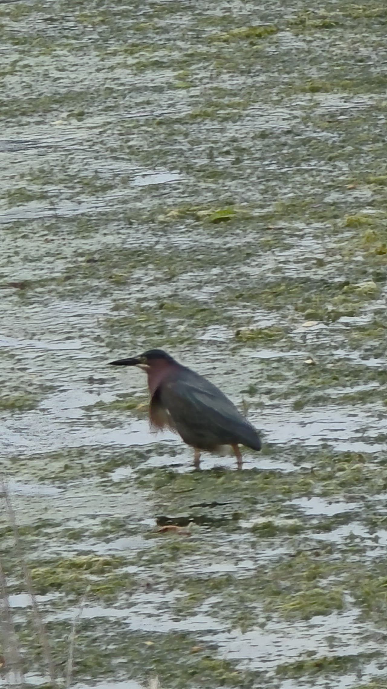 Green Heron