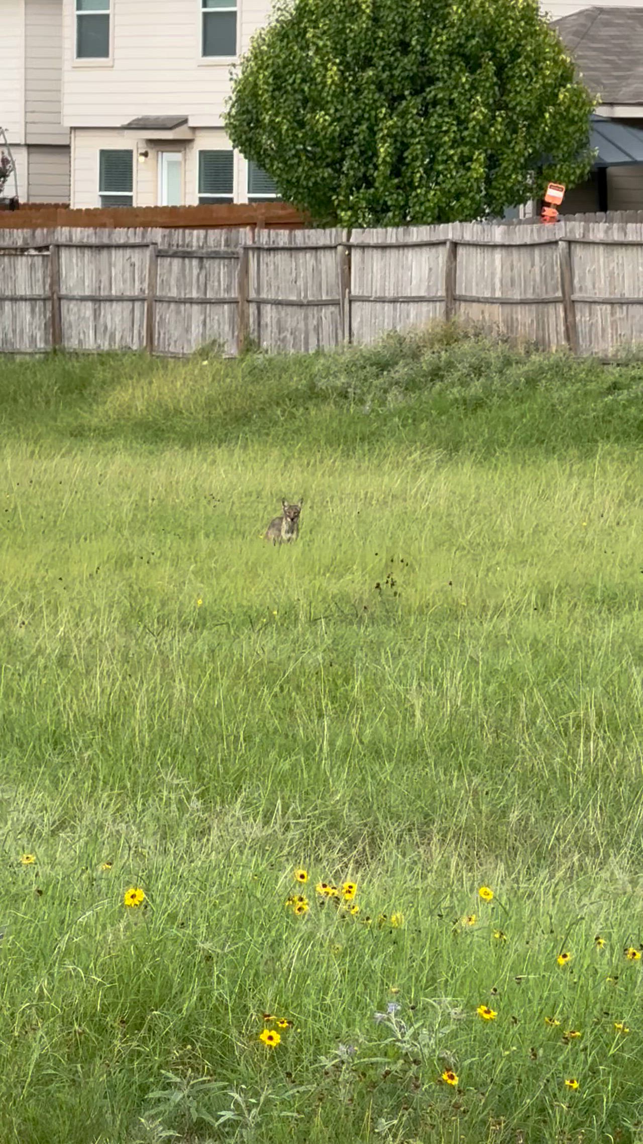 Saw during am walk in Wildhorse Subdivision 