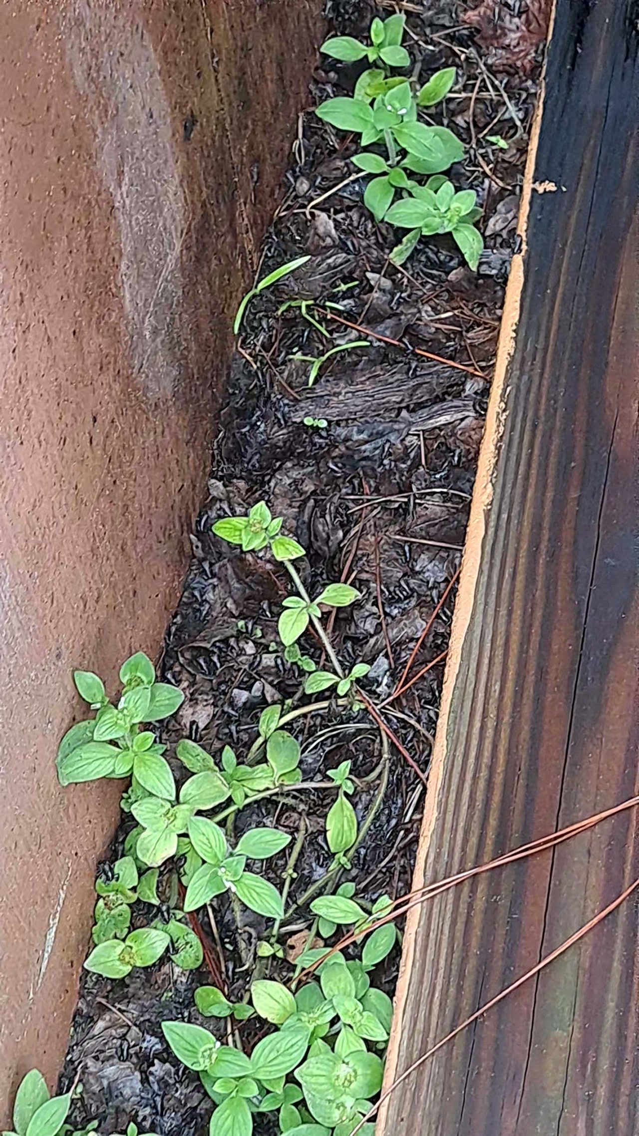 Frogpocalypse 2024