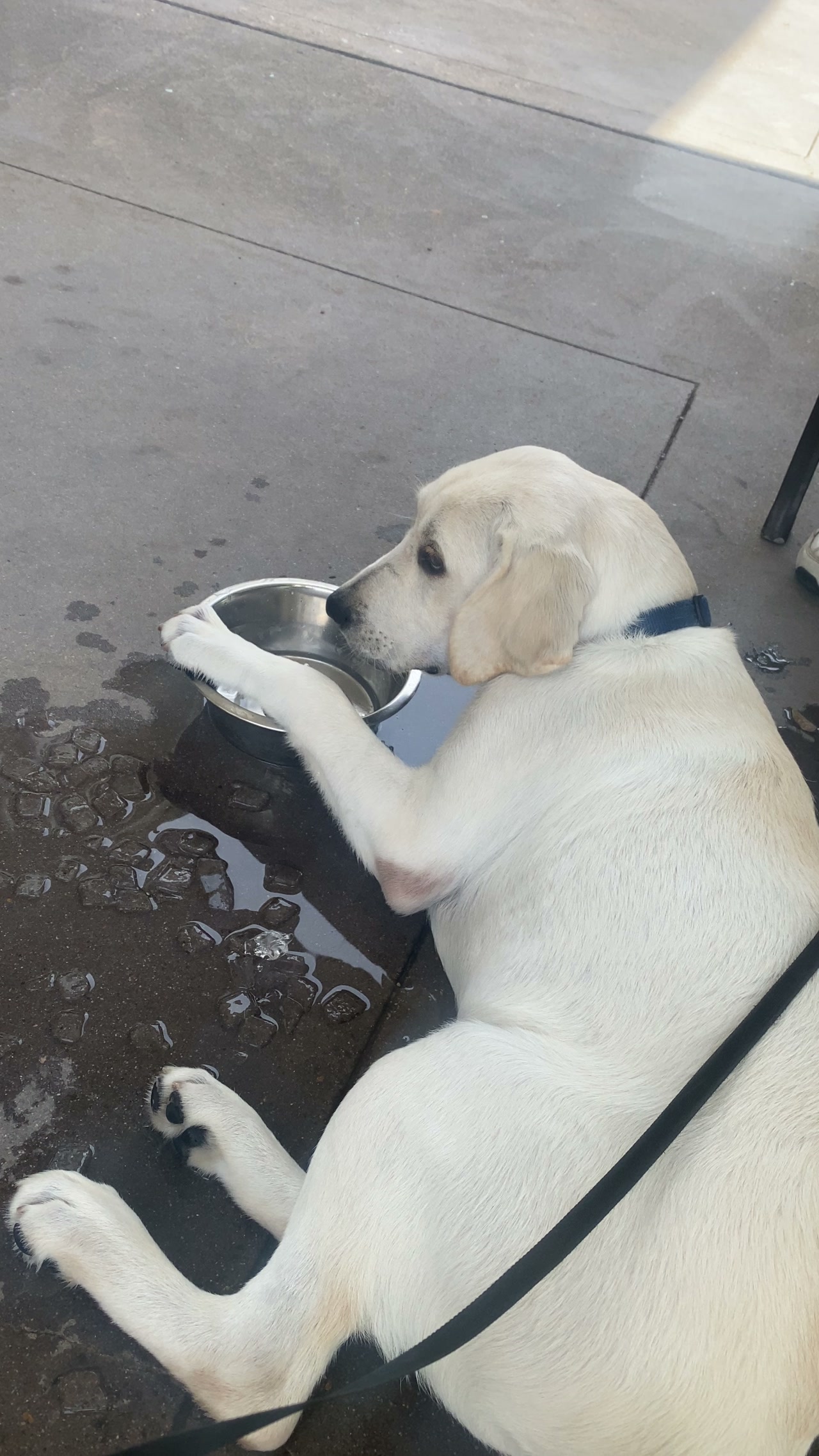 Captain loves the ice bowl!