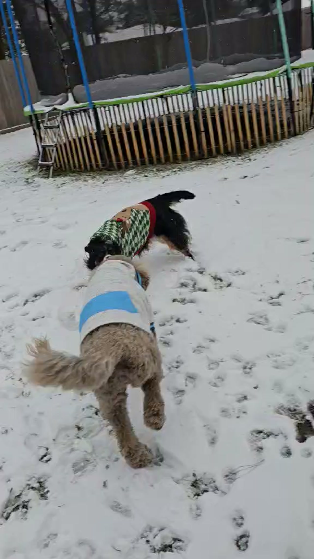 My Misty having fun.
