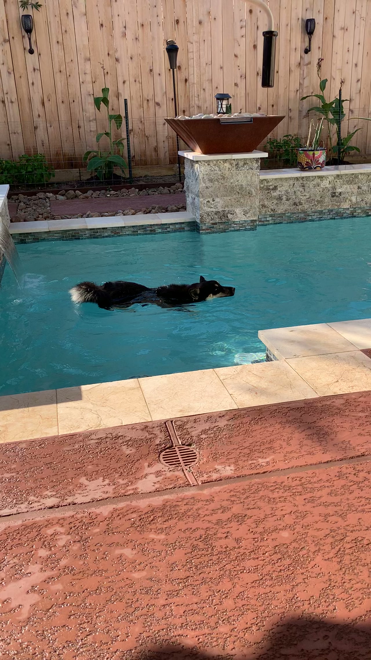 Harlow enjoying his daily swim!