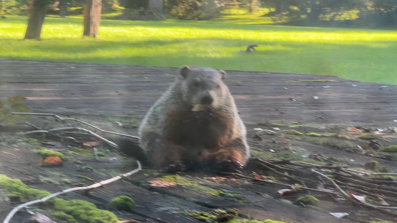A Whistlepig (Groundhog) happily eating an apple today in sunny West Bloomfield