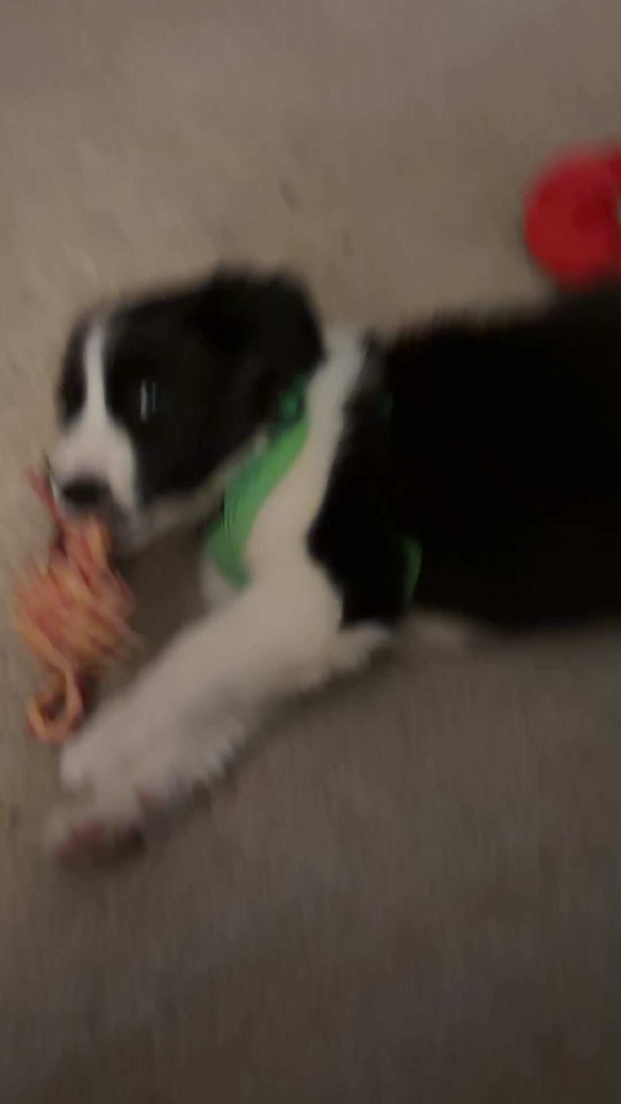 My new grand dog responding to the name given by her humans.