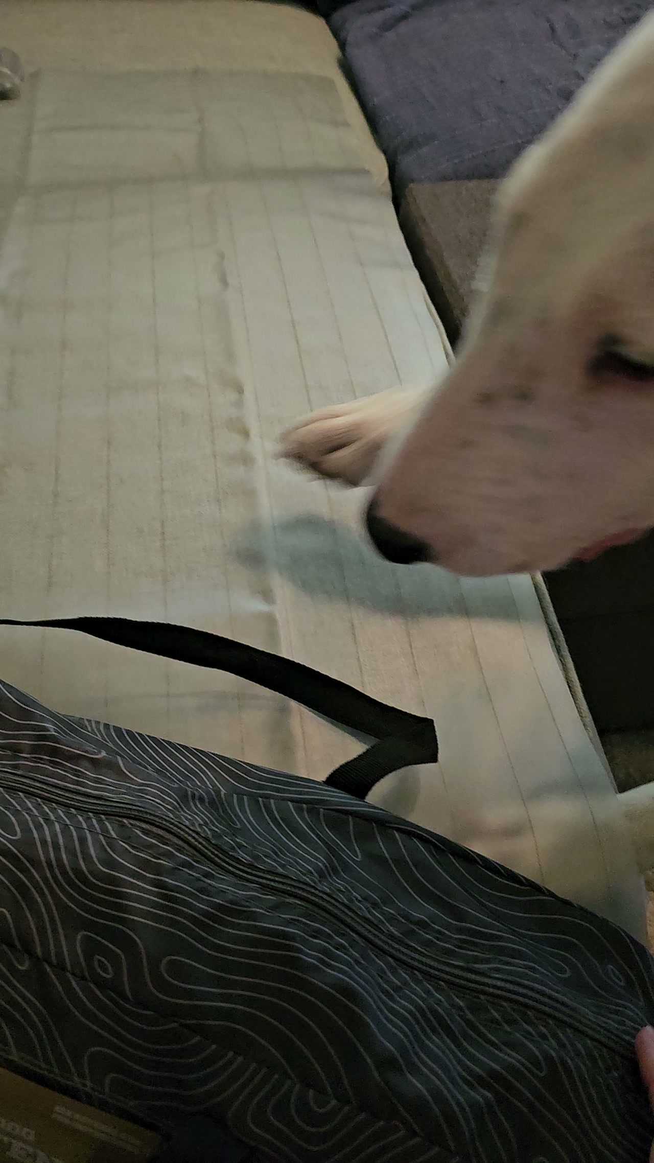 Womble the bull terrier  is ready for a  camping trip!!!
Support our parks!!!!!!
