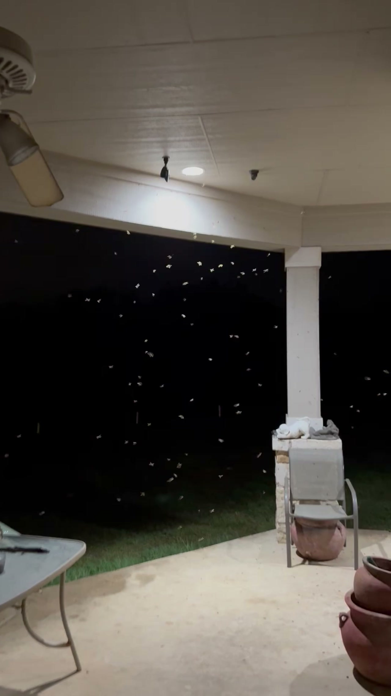 What are these? They showed up around 10:30pm. They were flying around and crawling on the ground. They were unidentifiable. 